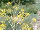Ferula lipskyi