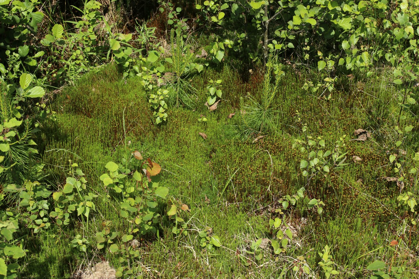 Изображение особи Polytrichum swartzii.