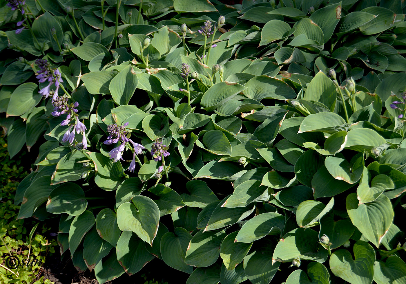 Изображение особи Hosta fortunei.