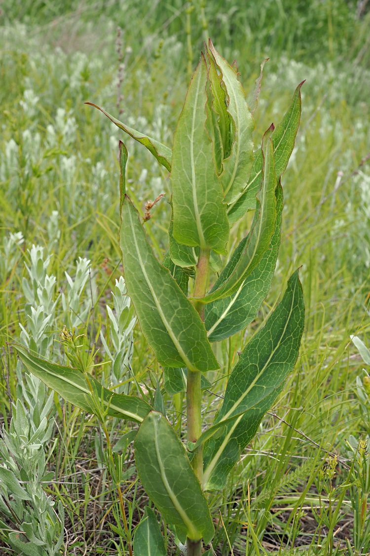 Image of Hieracium robustum specimen.