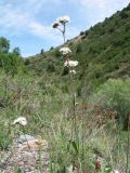Gypsophila cephalotes. Верхушка цветущего растения. Казахстан, Жамбылская обл., Жуалынский р-н, запов. \"Аксу-Джабаглы\"; Таласский Алатау, ущ. Коксай, придонная часть ущелья, ≈ 2150 м н.у.м. 1 июня 2025 г.