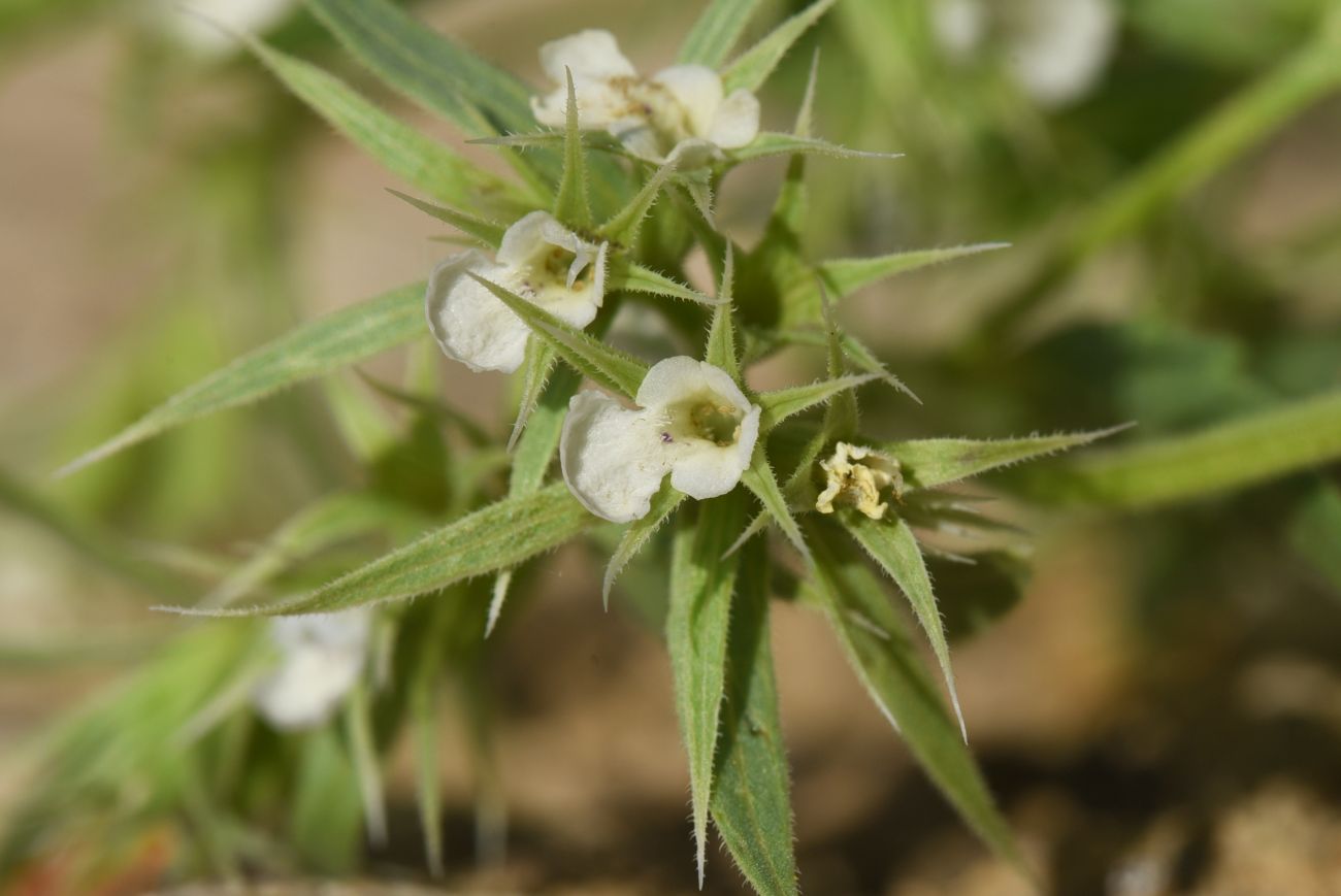 Изображение особи род Nepeta.