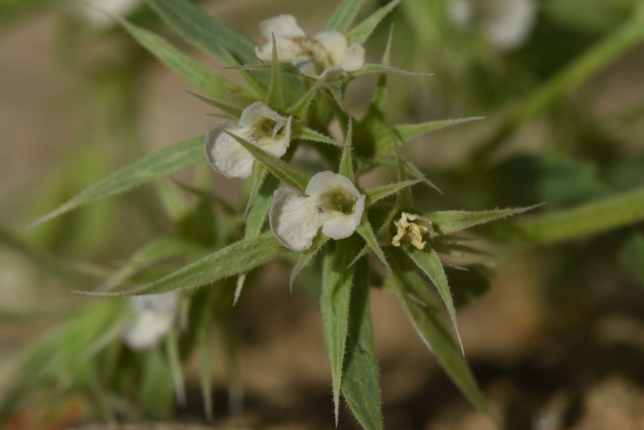 Image of Unknown species specimen.