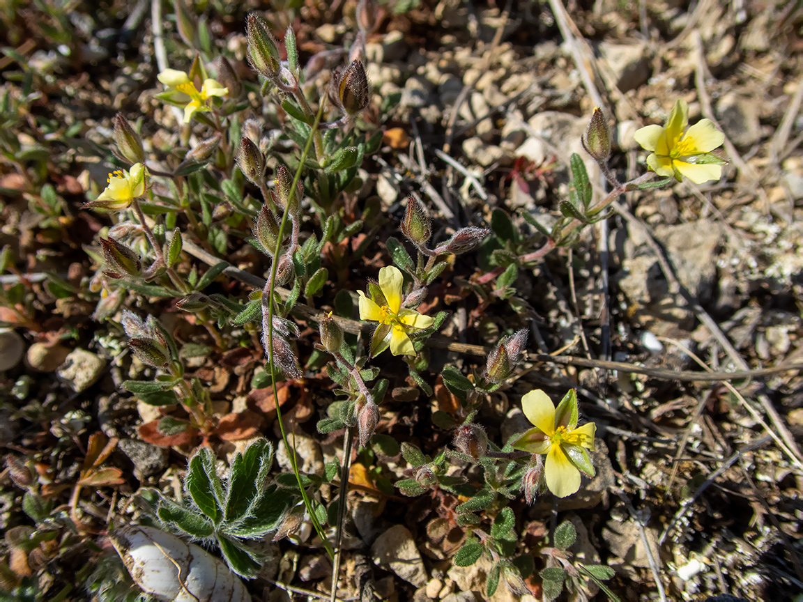 Image of Helianthemum salicifolium specimen.