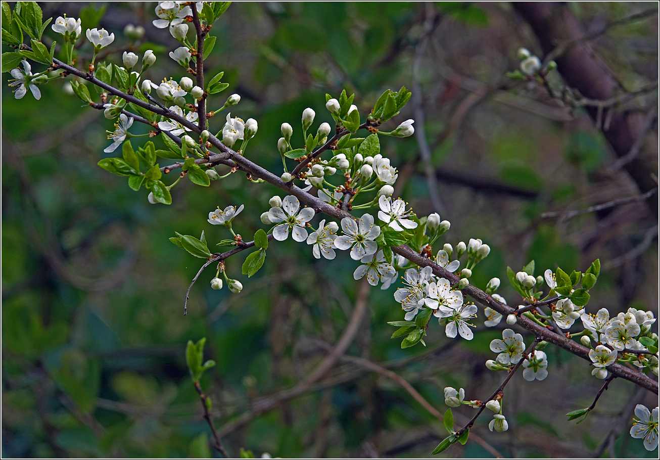 Изображение особи Prunus spinosa.