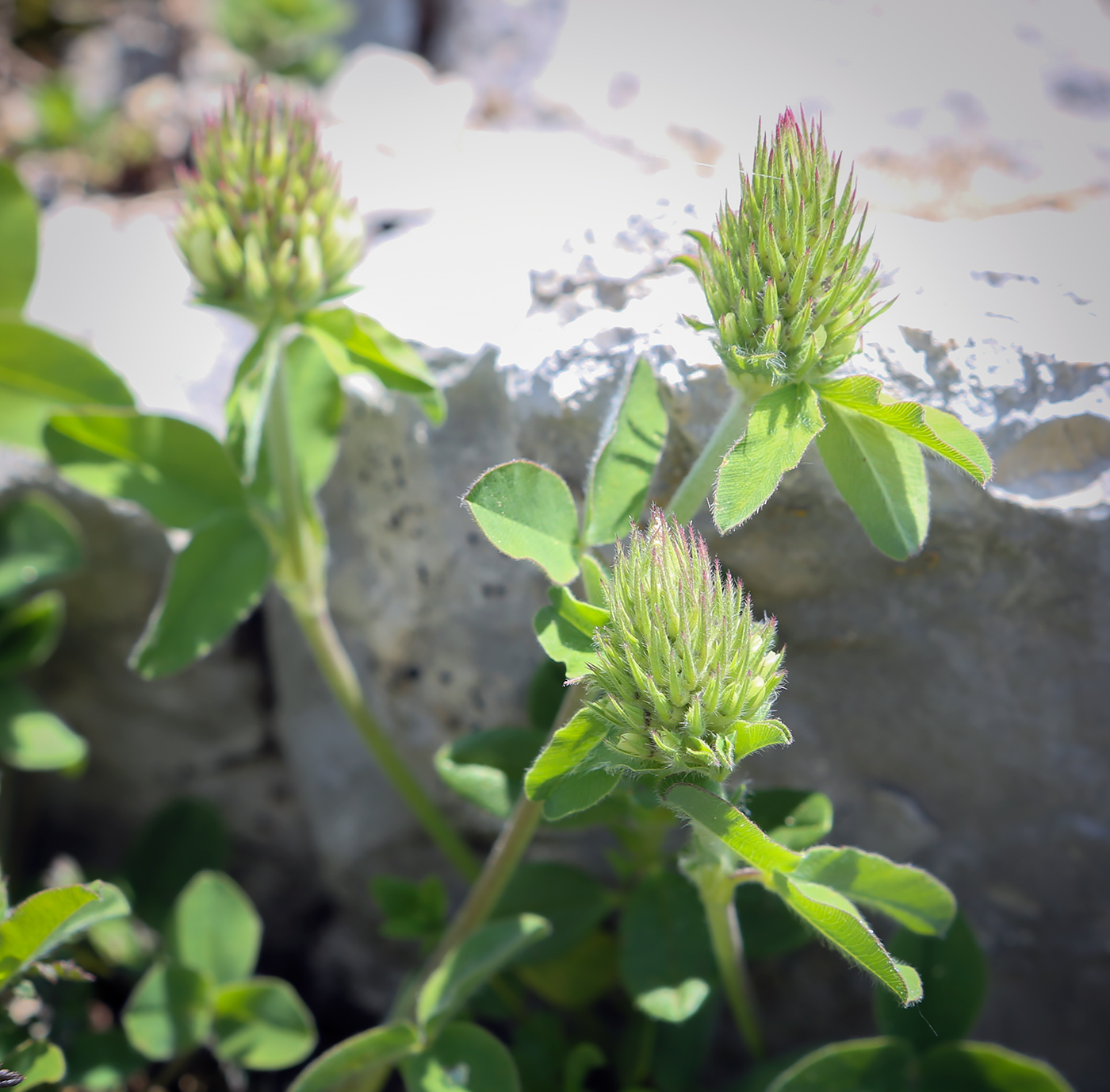 Image of Trifolium canescens specimen.