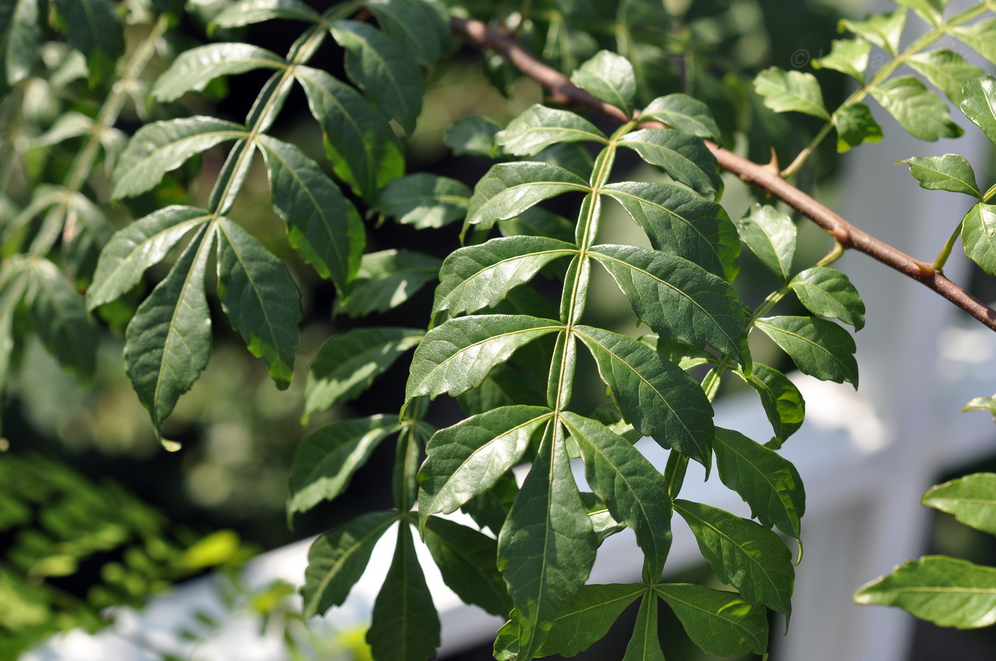 Image of Harrisonia perforata specimen.