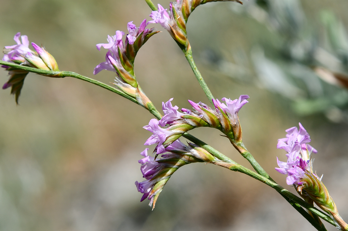 Image of Ikonnikovia kaufmanniana specimen.