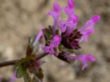 Lamium amplexicaule. Верхушка побега с соцветием. Крым, западная окраина г. Судак, подножие горы Лысая (Голая), на краю виноградника. 22.04.2025.
