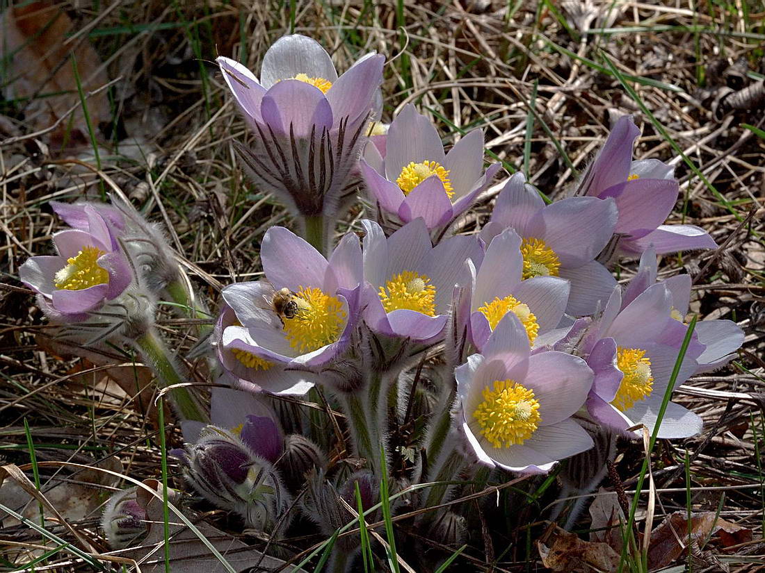 Image of Pulsatilla patens specimen.