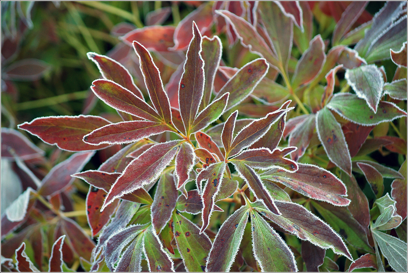 Изображение особи Paeonia lactiflora.