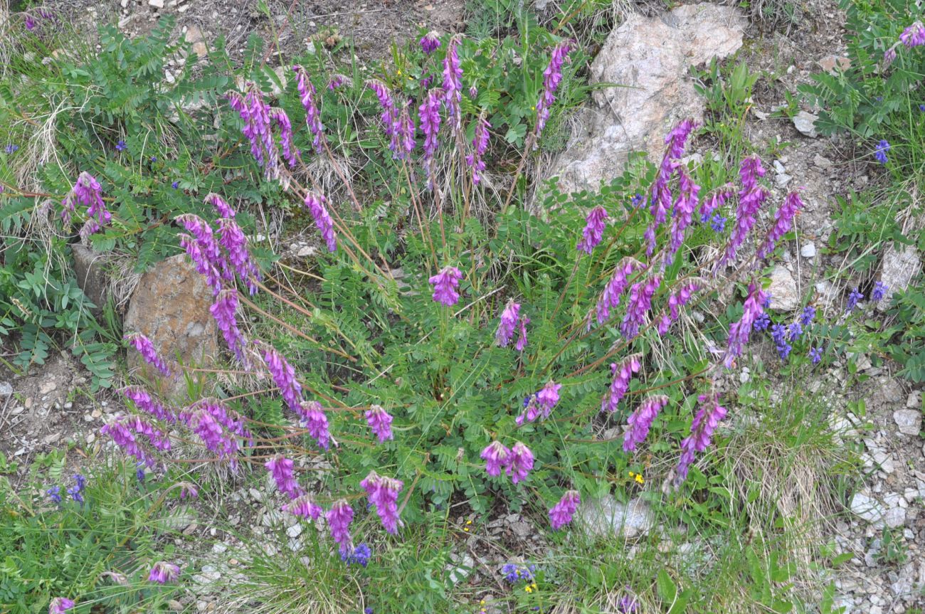 Image of Unknown species specimen.