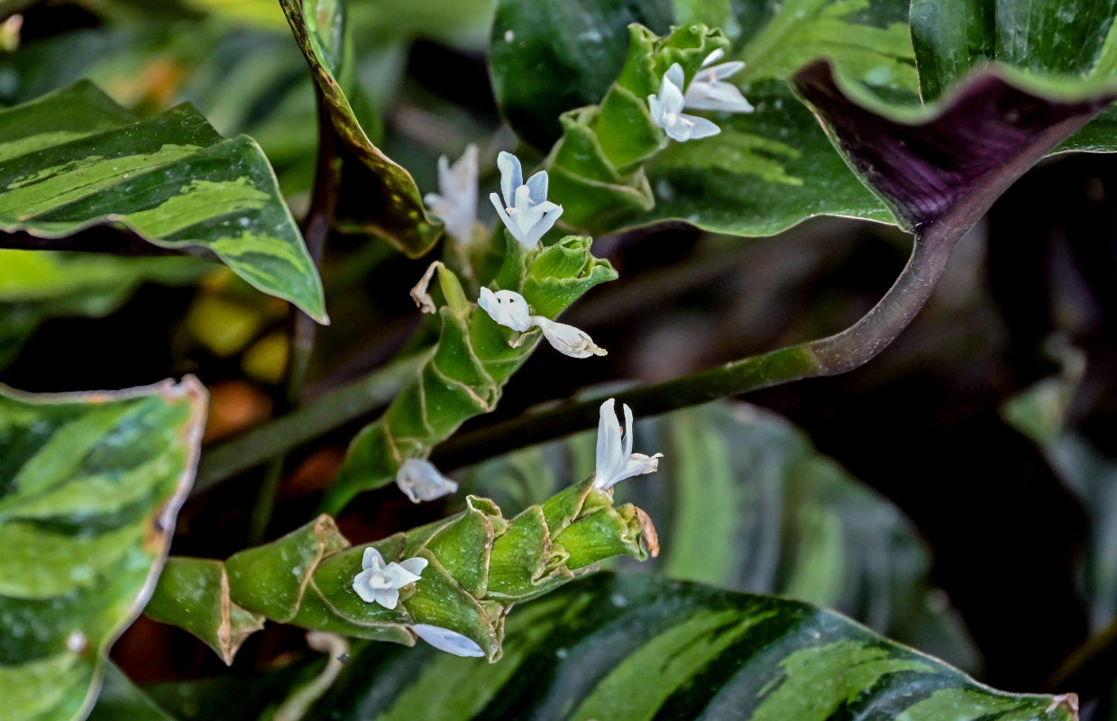 Image of Goeppertia louisae specimen.