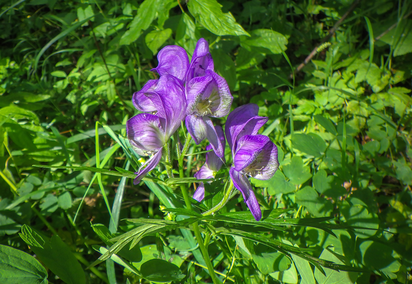 Изображение особи Aconitum karafutense.