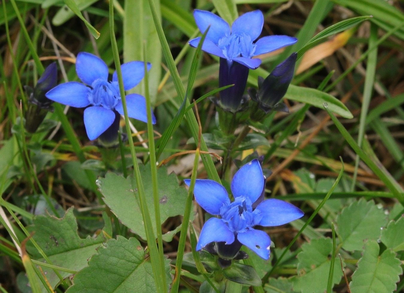 Image of Gentiana jamesii specimen.