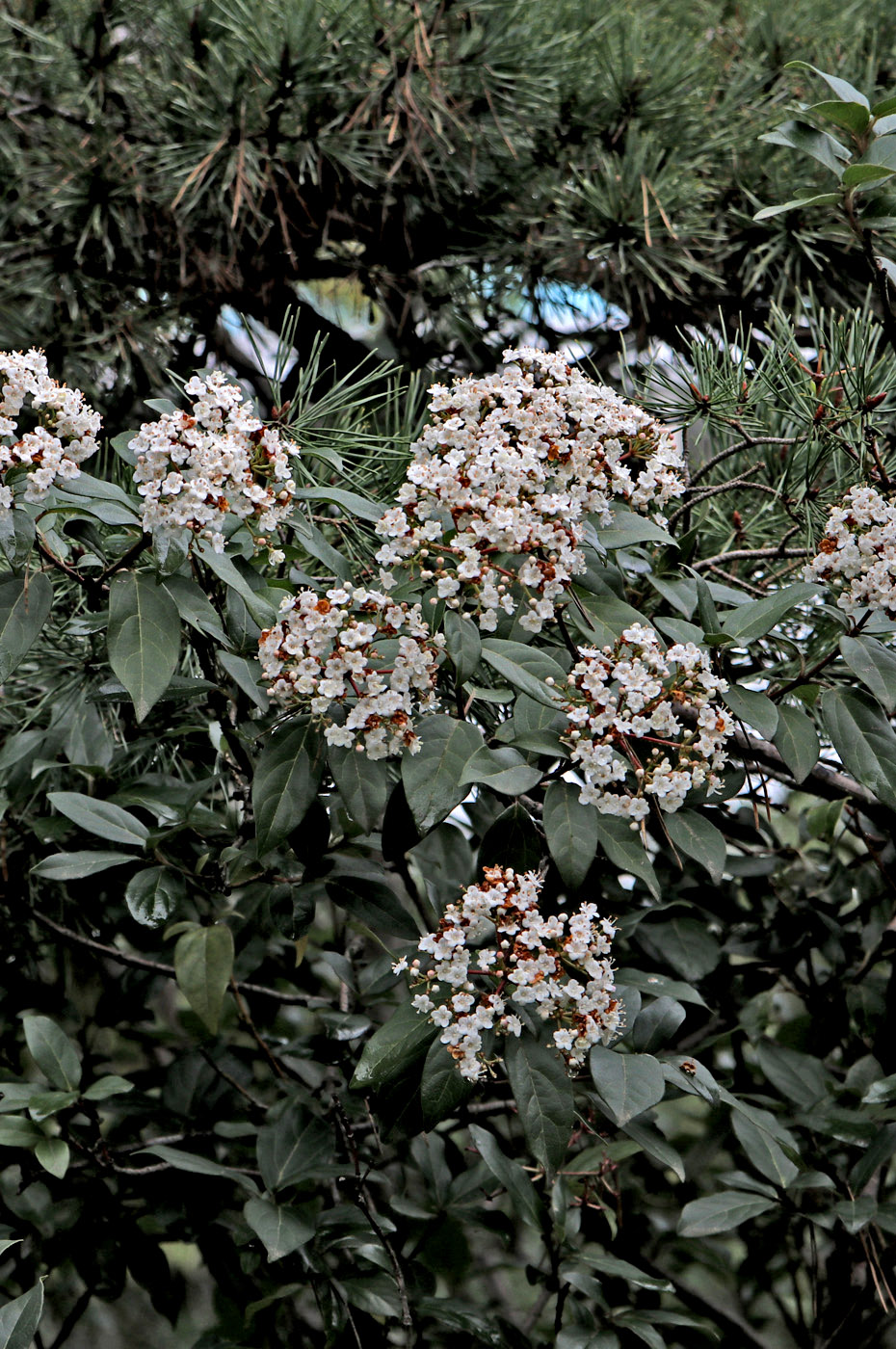 Image of Viburnum tinus specimen.