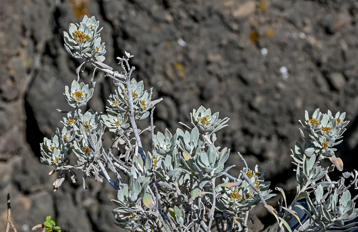 Image of Helichrysum obconicum specimen.