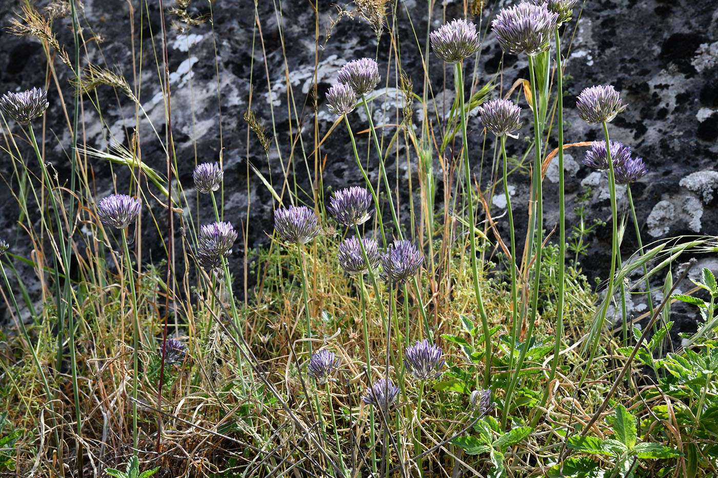 Изображение особи Allium litvinovii.