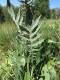 Centaurea kotschyana. Средняя часть генеративного побега. Болгария, гора Рила, вдоль хр. Бричебор, горный луг. 30 июля 2024 г.