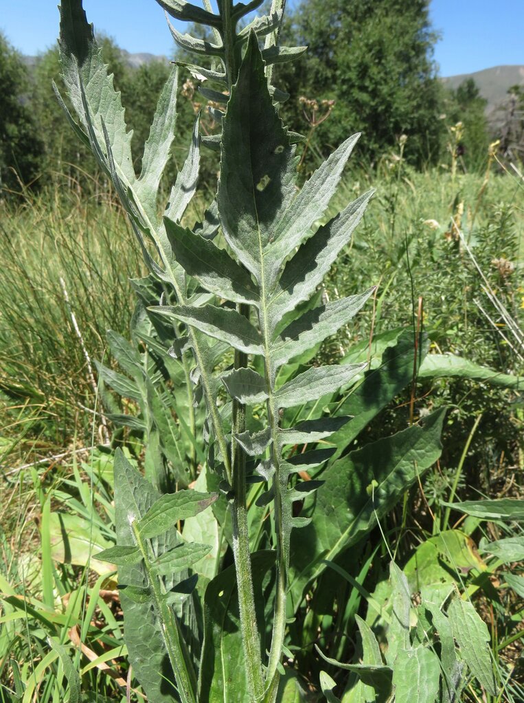 Image of Centaurea kotschyana specimen.