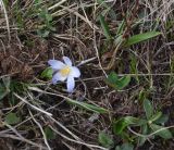 Crocus reticulatus. Цветущее растение. Кавказский биосферный запов., плато Лагонаки, хр. Каменное Море, 250 м к югу от ретранслятора, край большого карстового провала, луг. 7 мая 2025 г.