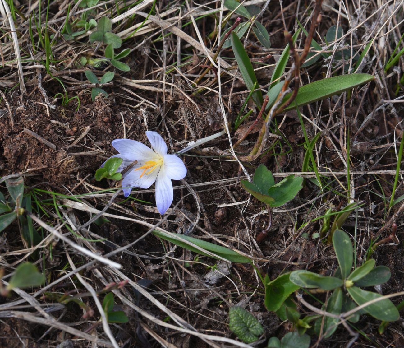 Image of Crocus reticulatus specimen.