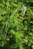 Narcissus poeticus. Цветущее растение в сообществе с Aegopodium podagraria, Aquilegia vulgaris и злаками. Ленинградская обл., Ломоносовский р-н, дер. Дубки, дачный участок, в культуре. 17.05.2026.