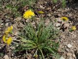 Taraxacum multisectum. Цветущее растение (вид с противоположной стороны). Хабаровский край, г. Комсомольск-на-Амуре, обочина дороги. 22.05.2026.
