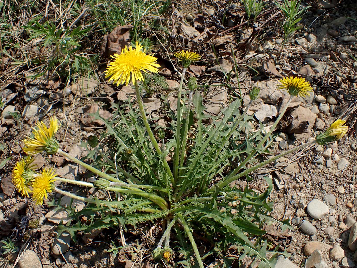 Image of Taraxacum multisectum specimen.