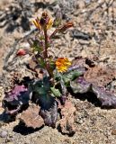 Helminthotheca spinosa. Цветущее растение. Португалия, округ Бежа, мыс Сардао, песчаный участок склона. 06.06.2026.