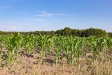 Zea mays