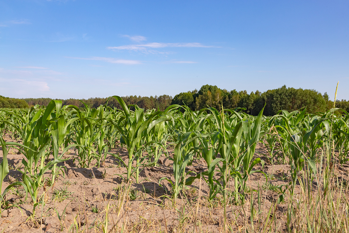 Изображение особи Zea mays.