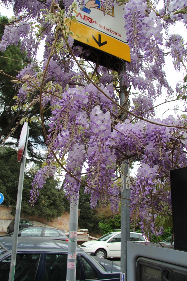 Изображение особи Wisteria sinensis.