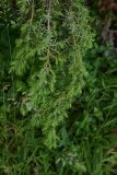 genus Juniperus. Ветка. Грузия, край Самцхе-Джавахети, Ахалцихский муниципалитет, ур. Бертахана. 10 июня 2026 г.