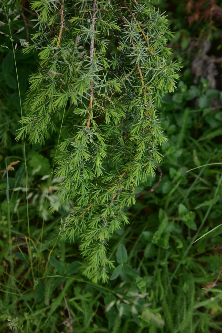 Image of genus Juniperus specimen.