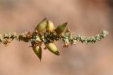 Reaumuria songarica. Верхушка веточки с плодами. Казахстан, Алматинская обл., нац. парк \"Чарын\", пестроцветный сухой щебнистый сай. 18 сентября 2026 г.