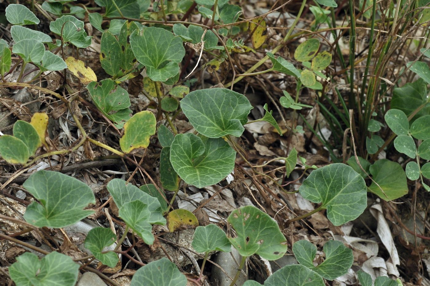 Изображение особи Calystegia soldanella.