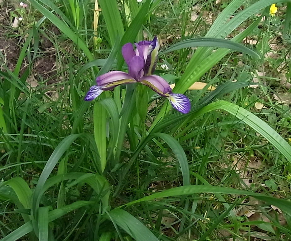 Image of Iris graminea specimen.