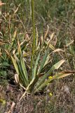 Eremurus spectabilis. Прикорневая розетка листьев. Ростовская обл, Октябрский р-н, ГПП \"Персиановская степь\", на верху правого берега р. Аюта. 01.06.2011.