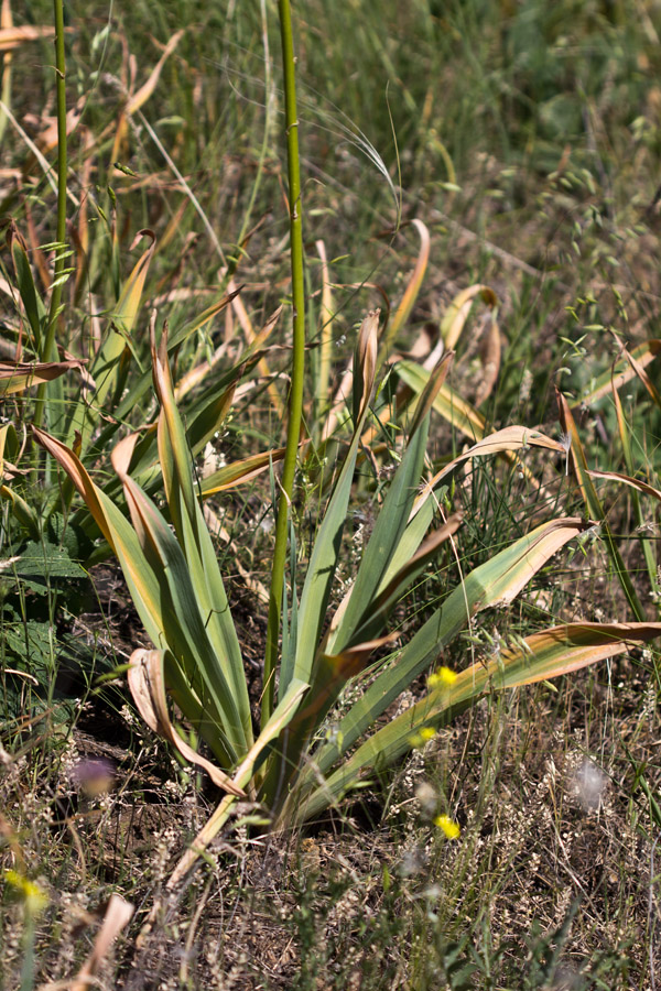 Изображение особи Eremurus spectabilis.