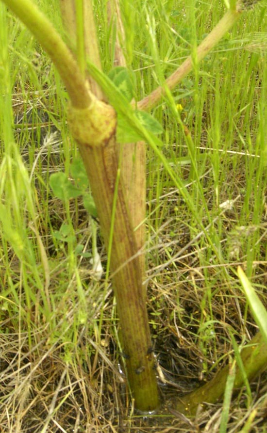 Image of Prangos ferulacea specimen.