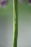 Image of taxon representative. Author is Дмитрий Орешкин