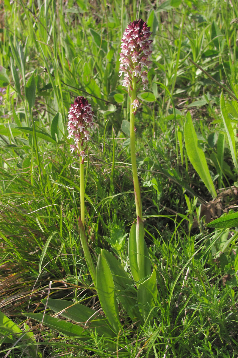 Изображение особи Neotinea ustulata.