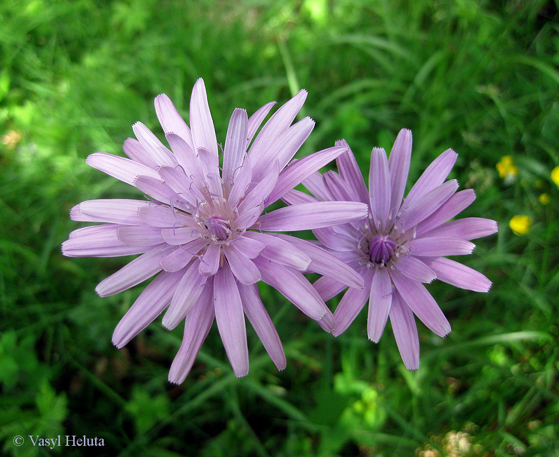 Изображение особи Scorzonera rosea.