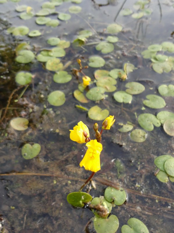 Изображение особи Utricularia vulgaris.