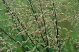 Artemisia vulgaris. Побеги с соцветиями. Московская обл., Раменский р-н, Хрипань, дачный участок.31.07.2008.