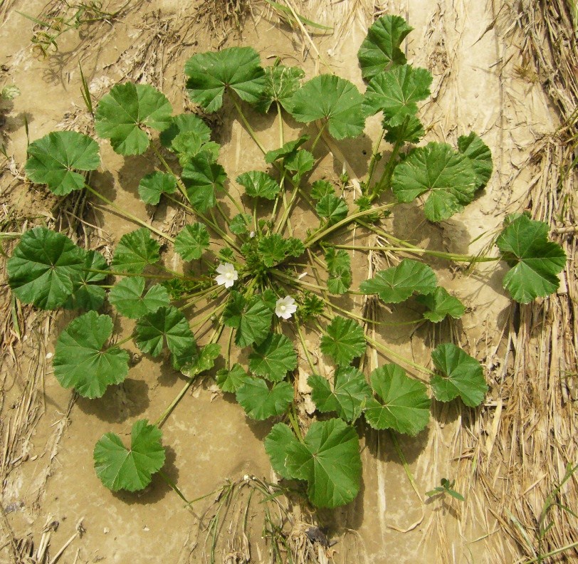 Image of Malva neglecta specimen.