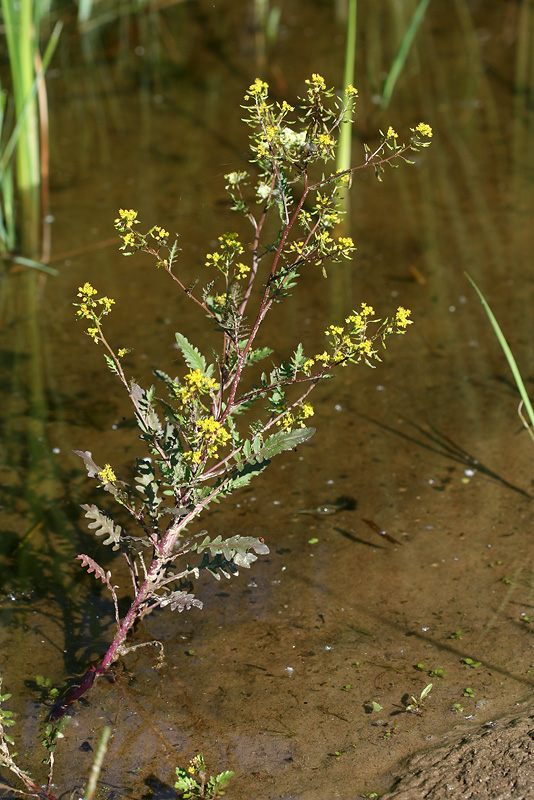 Image of Rorippa palustris specimen.