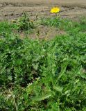 Sonchus arvensis ssp. uliginosus