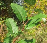 Salix caprea